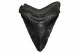 Juvenile Megalodon Tooth - South Carolina #340423-1